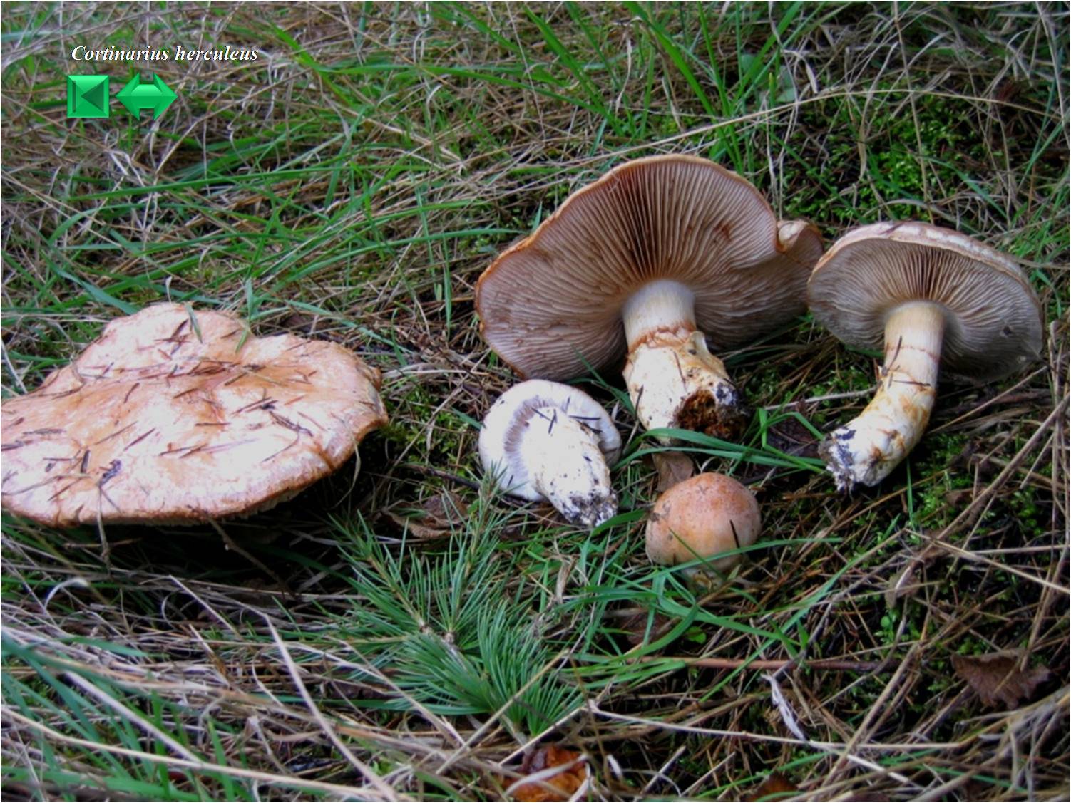 Cortinarius herculeus