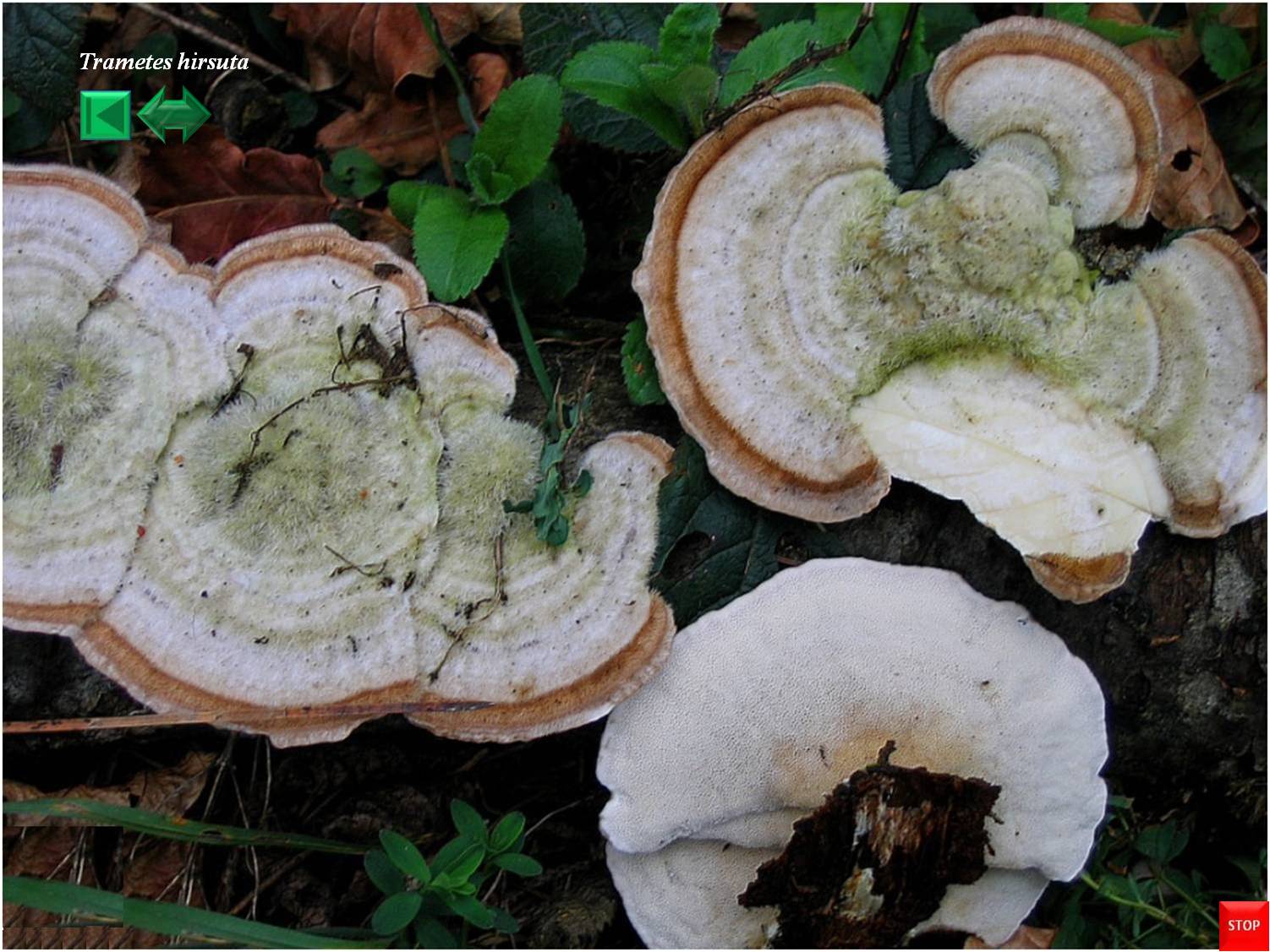 Trametes hirsuta