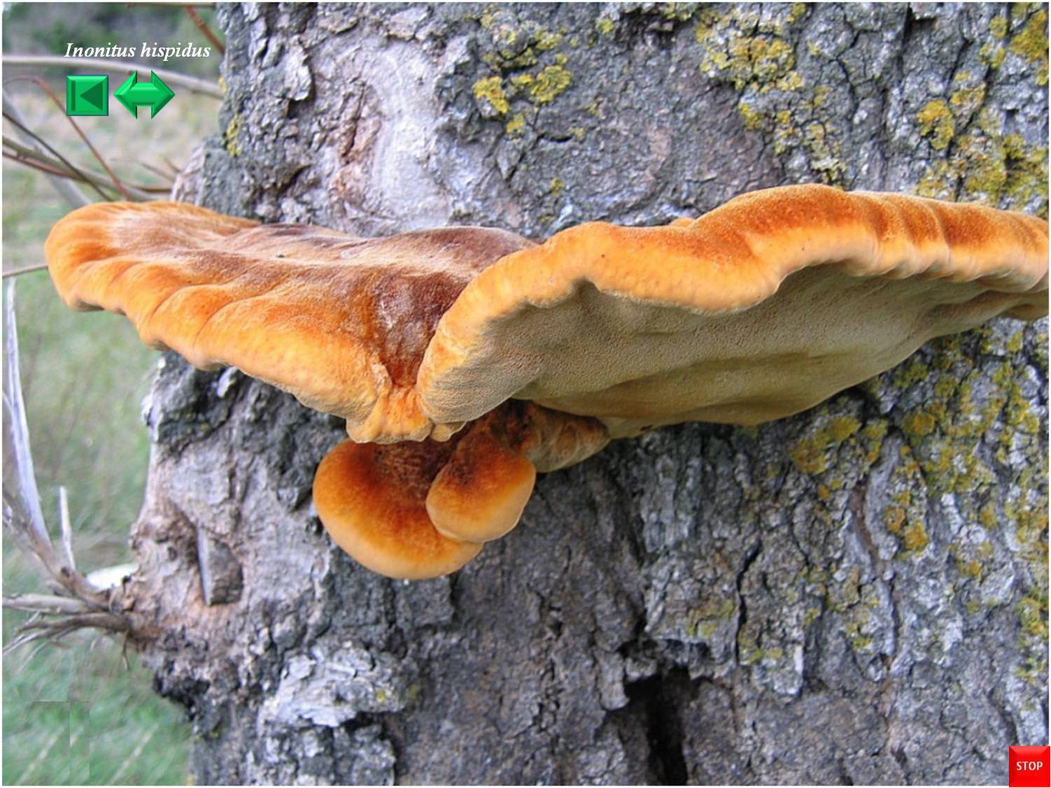 Inonotus hispidus