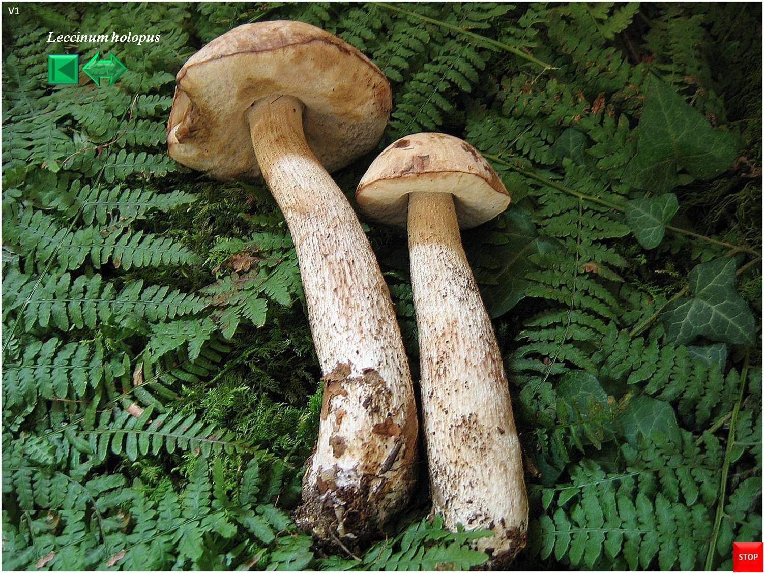 Leccinum holopus