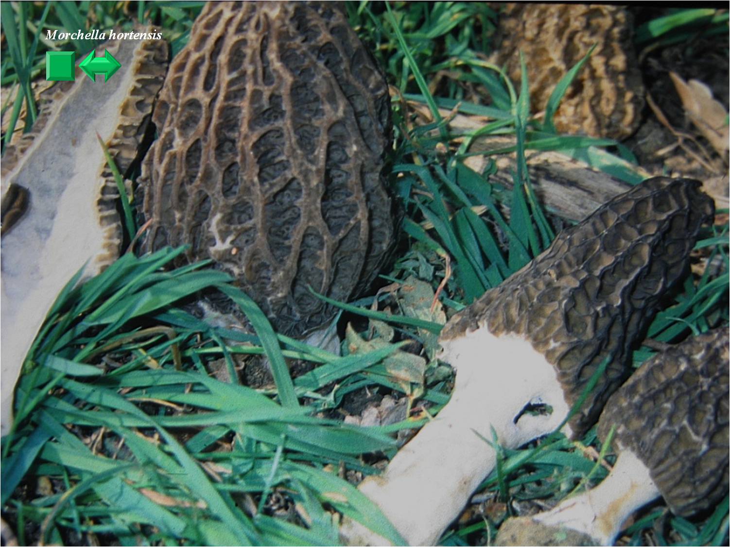 Morchella conica var. costata