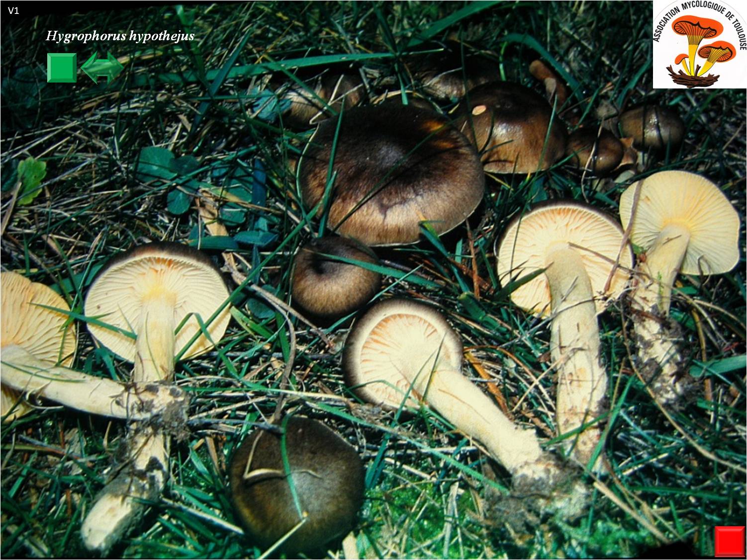 Hygrophorus hypothejus