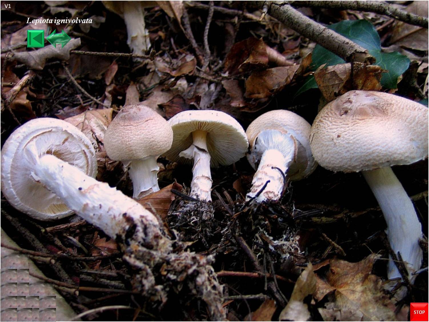 Lepiota ignivolvata