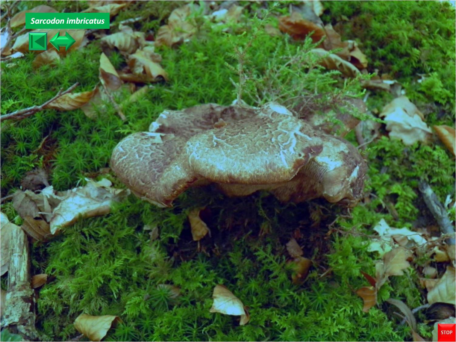 Sarcodon imbricatus
