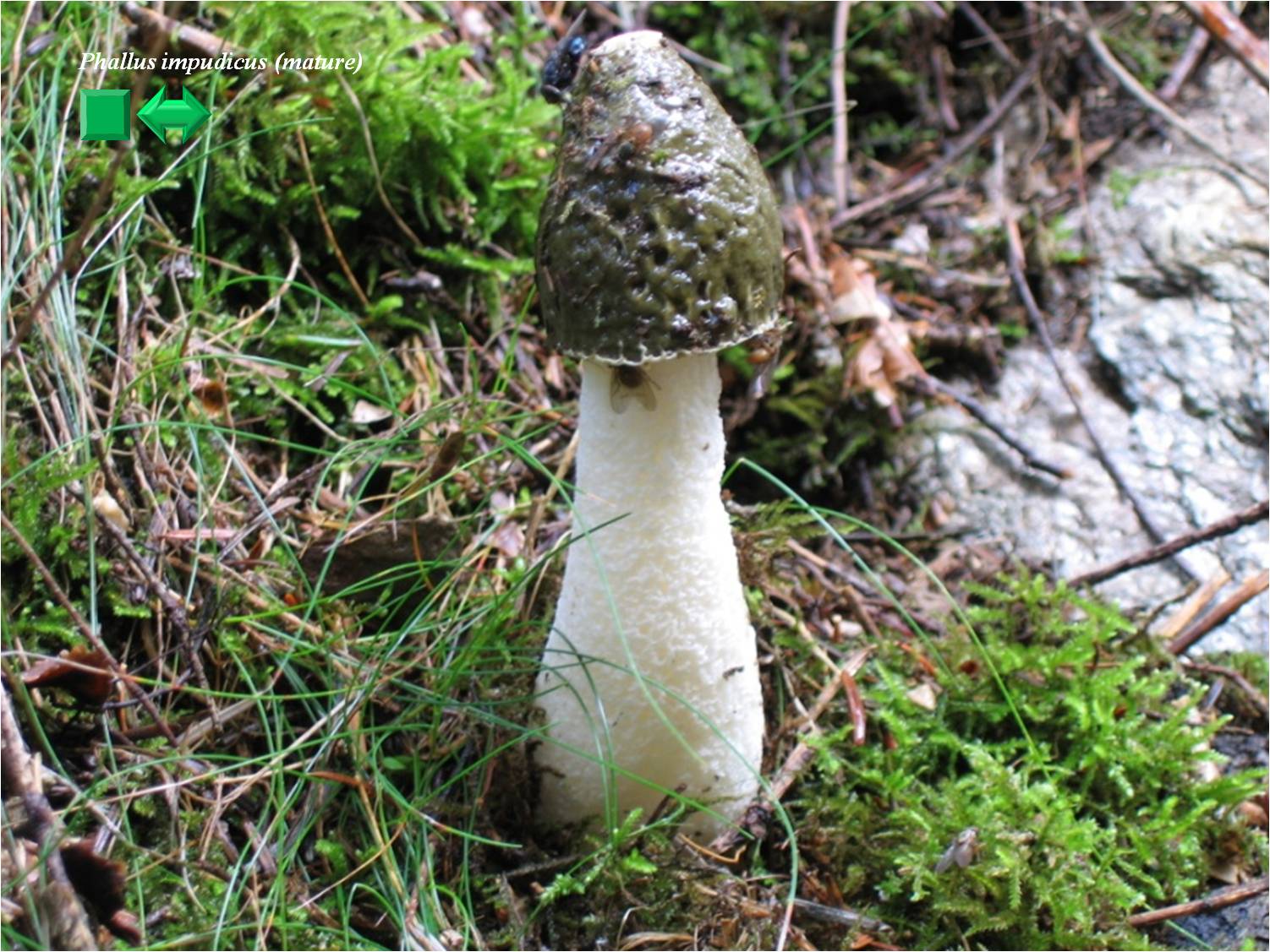 Mutinus caninus