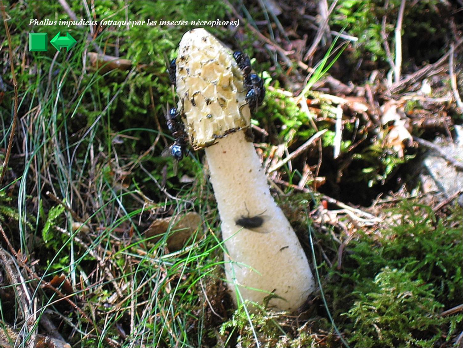 Mutinus caninus