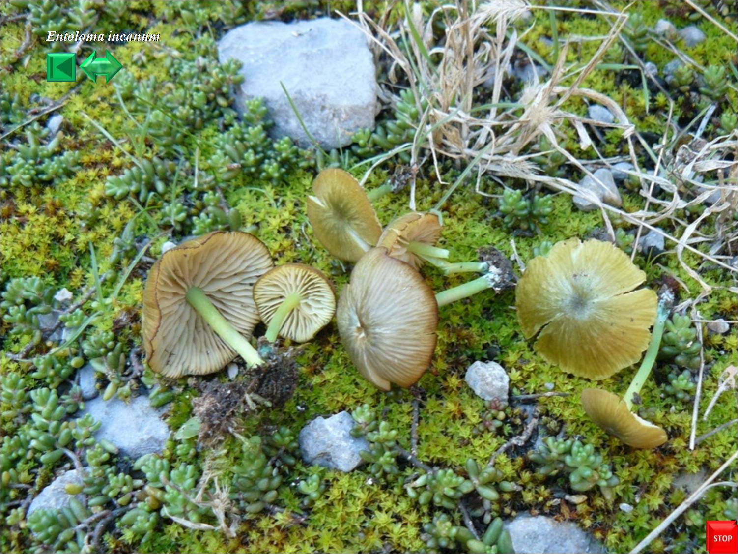 Entoloma incanum