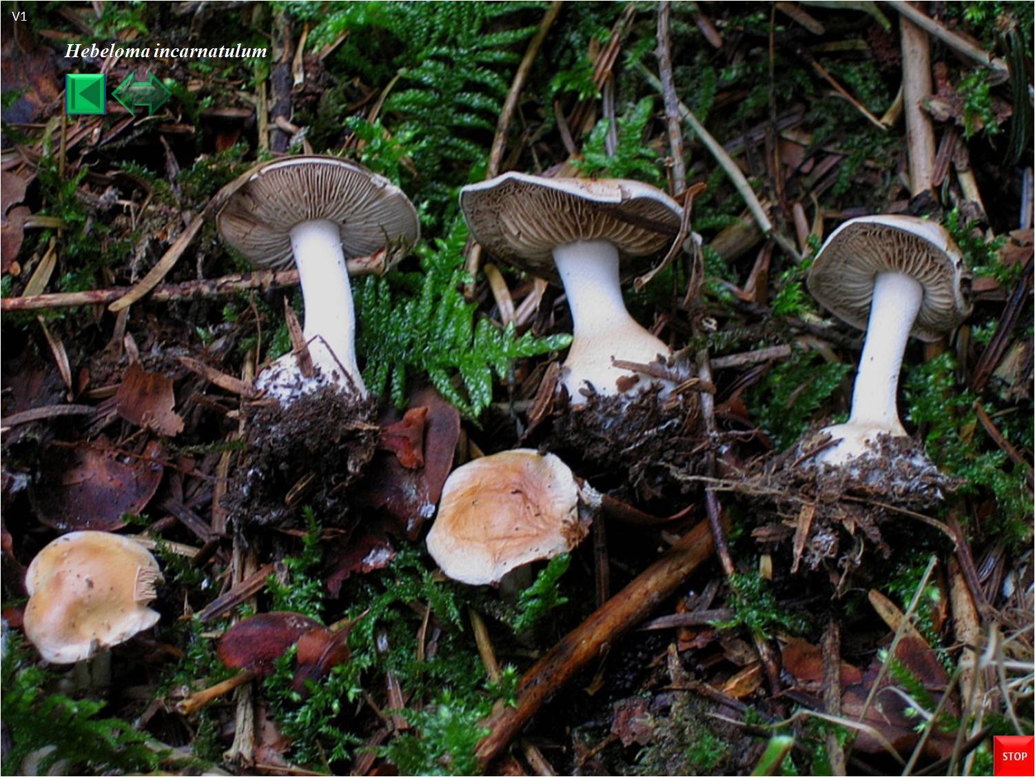 Hebeloma incarnatulum