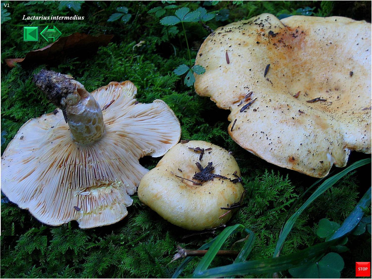 Lactarius intermedius
