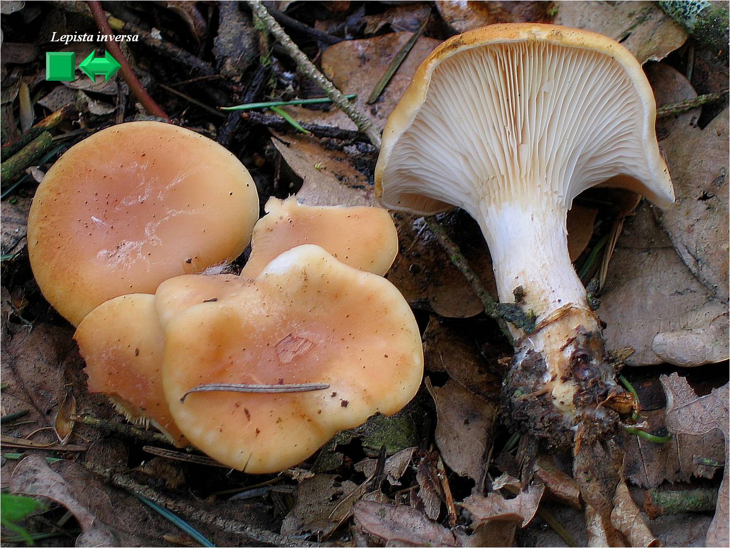 Clitocybe gilva