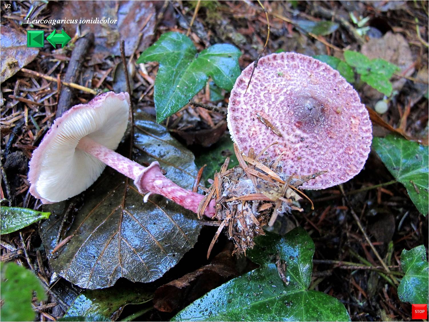 Leucoagaricus badhamii