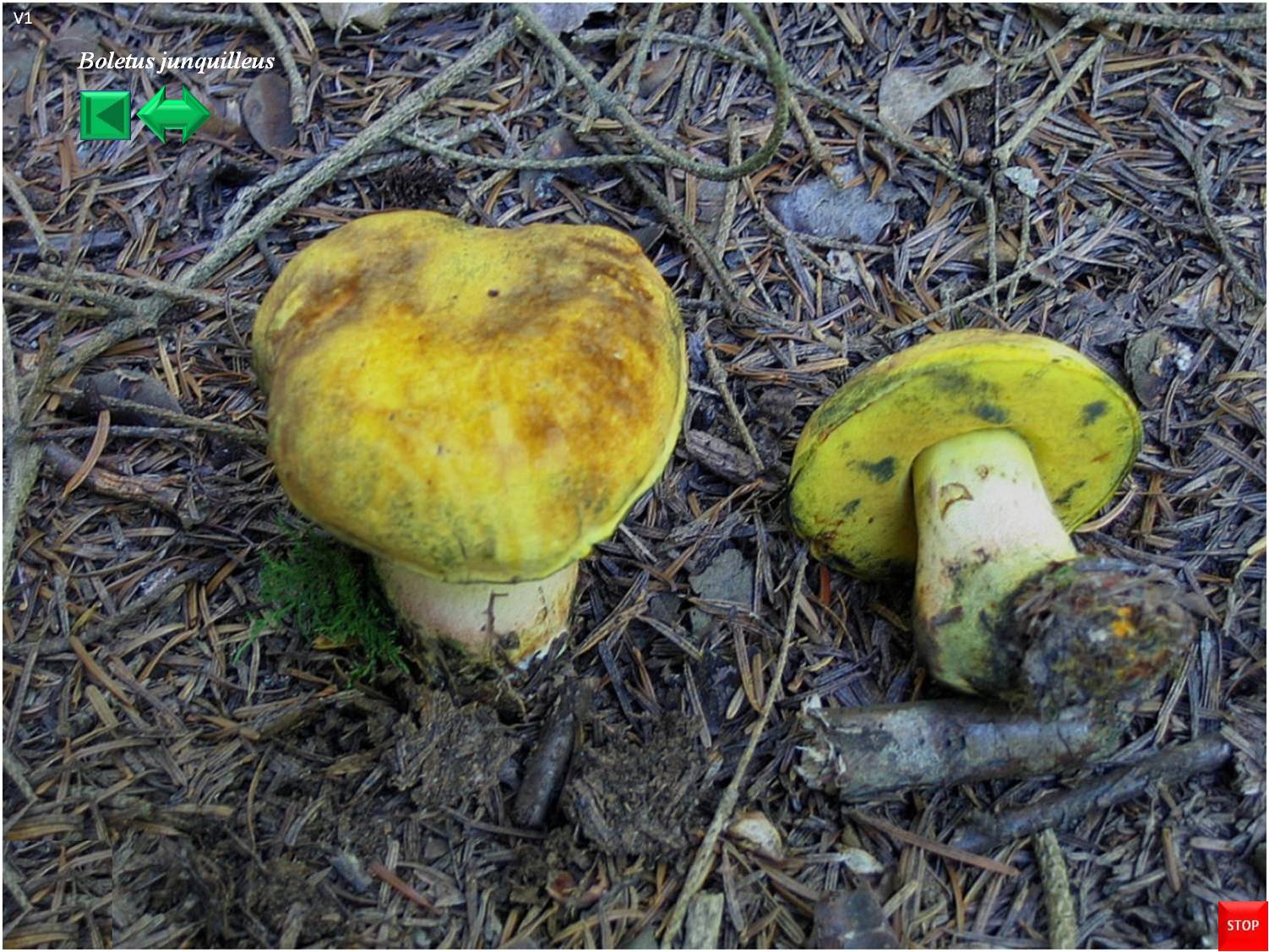 Boletus junquilleus