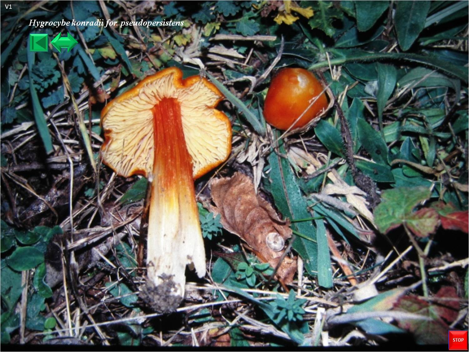 Hygrocybe konradii for. pseudopersistens