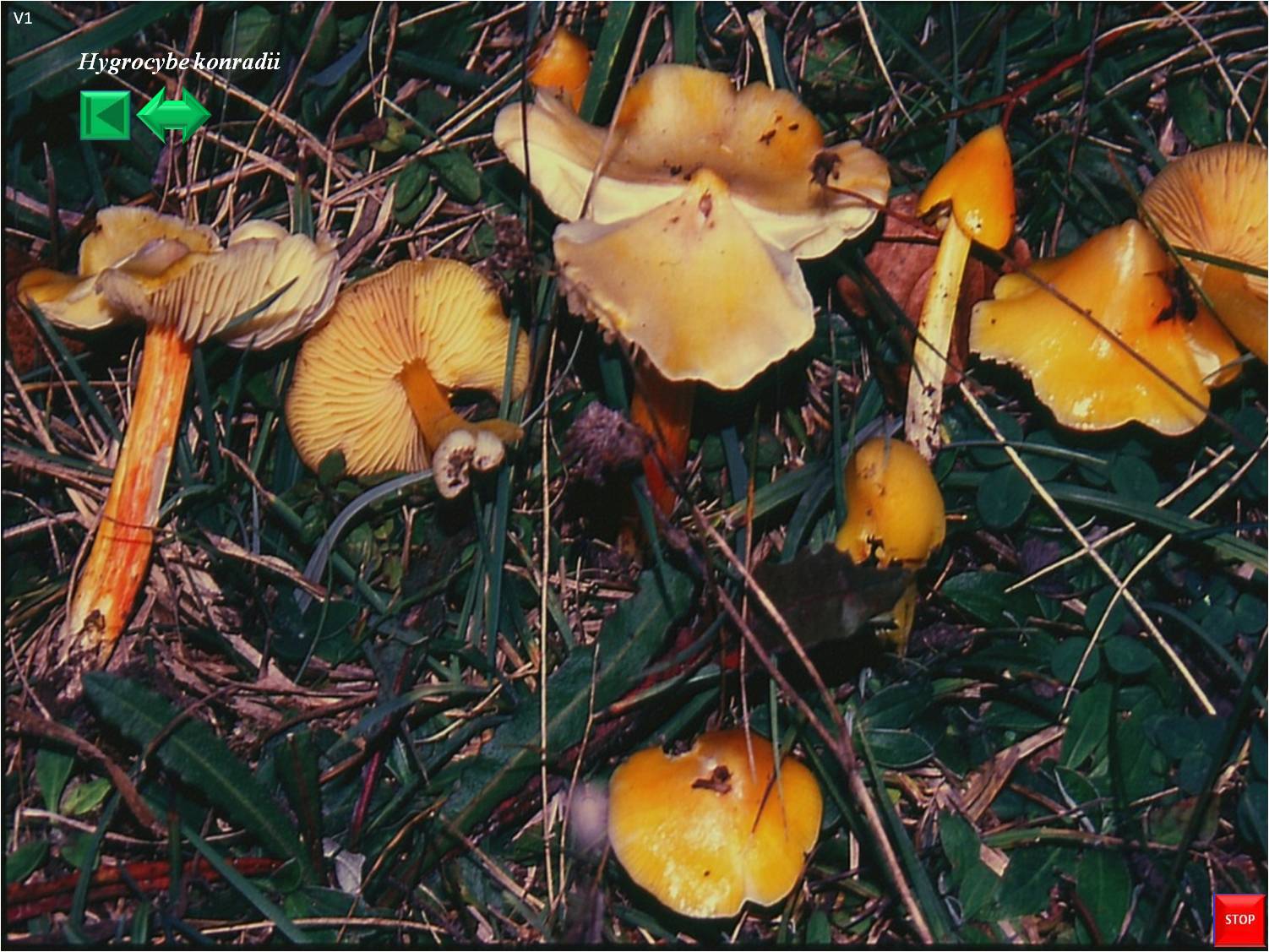 Hygrocybe konradii for. pseudopersistens