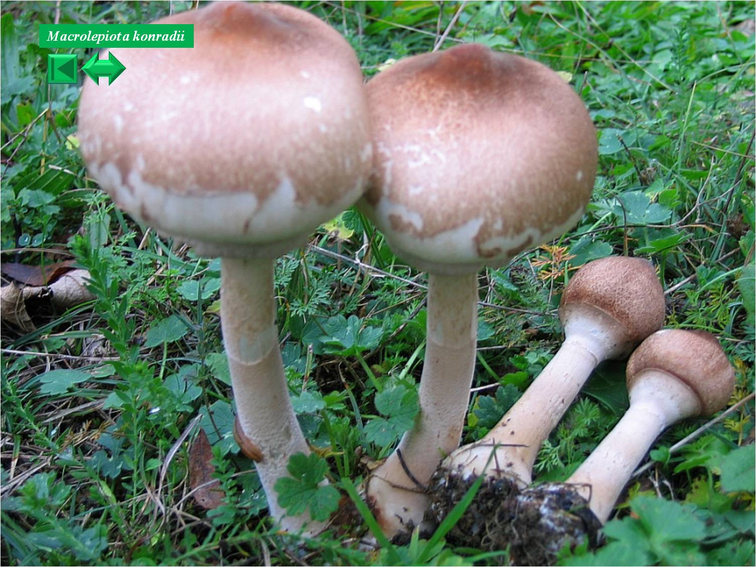 Hygrocybe konradii for. pseudopersistens