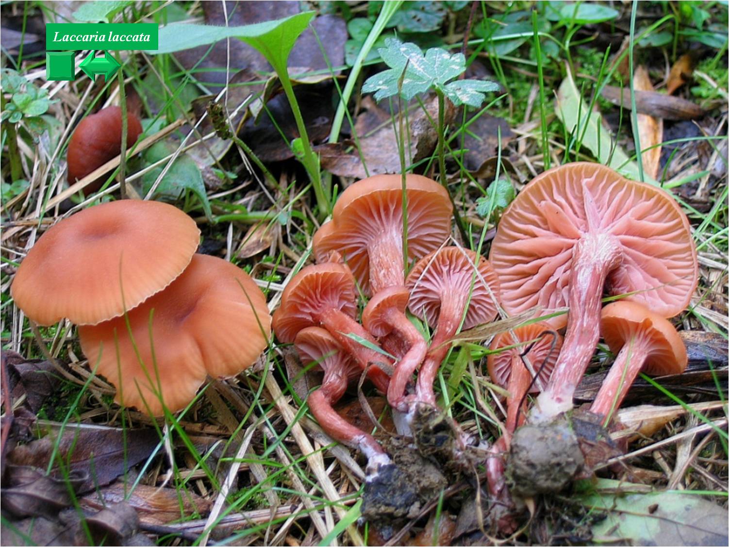 Laccaria laccata