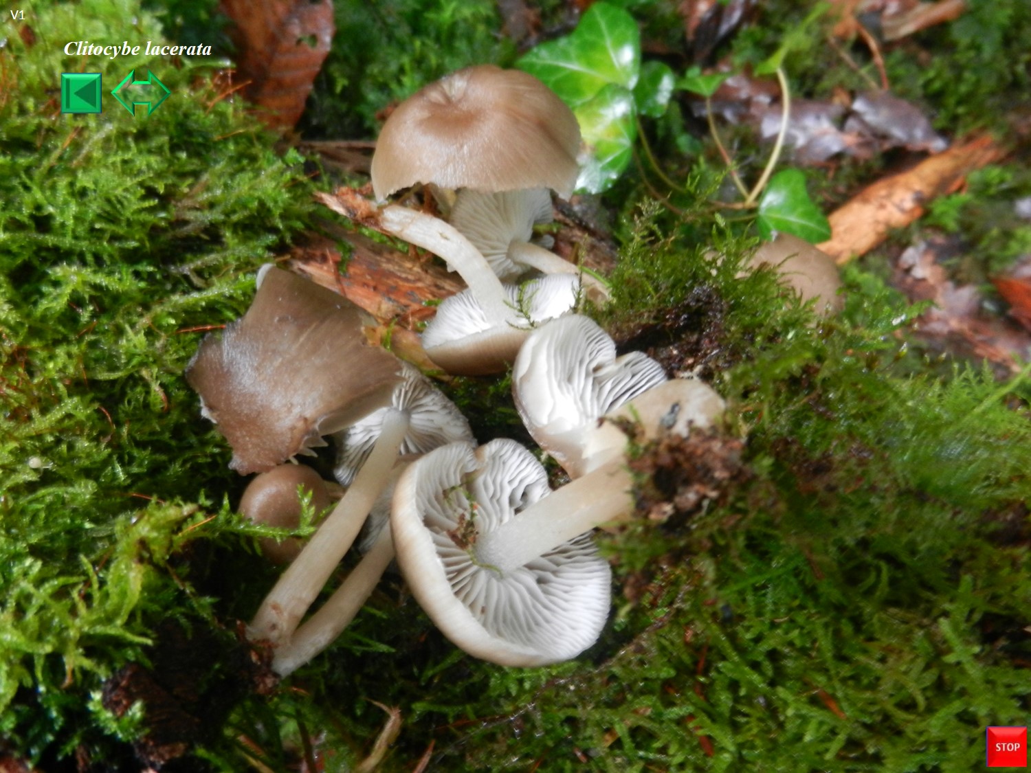 Clitocybula lacerata