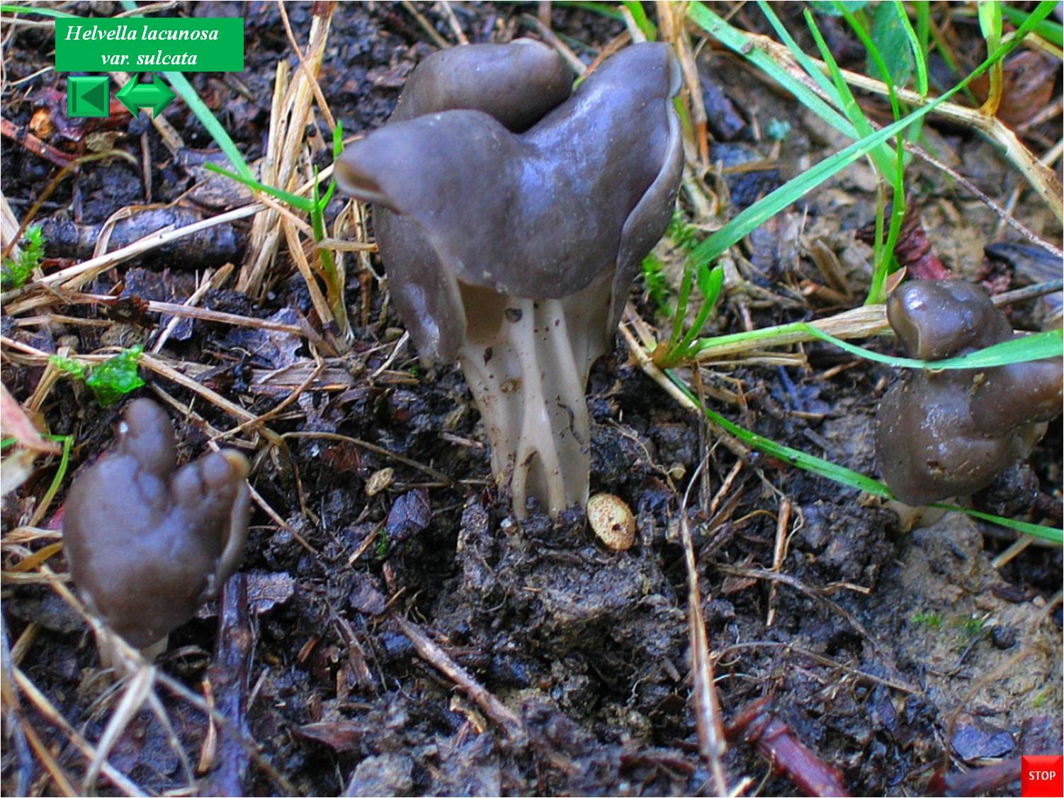 Helvella lacunosa