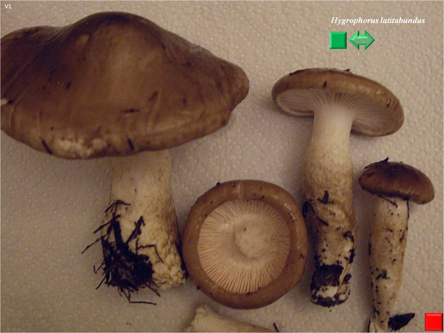 Hygrophorus latitabundus
