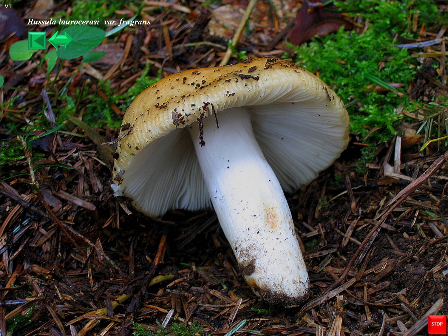 Russula laurocerasi