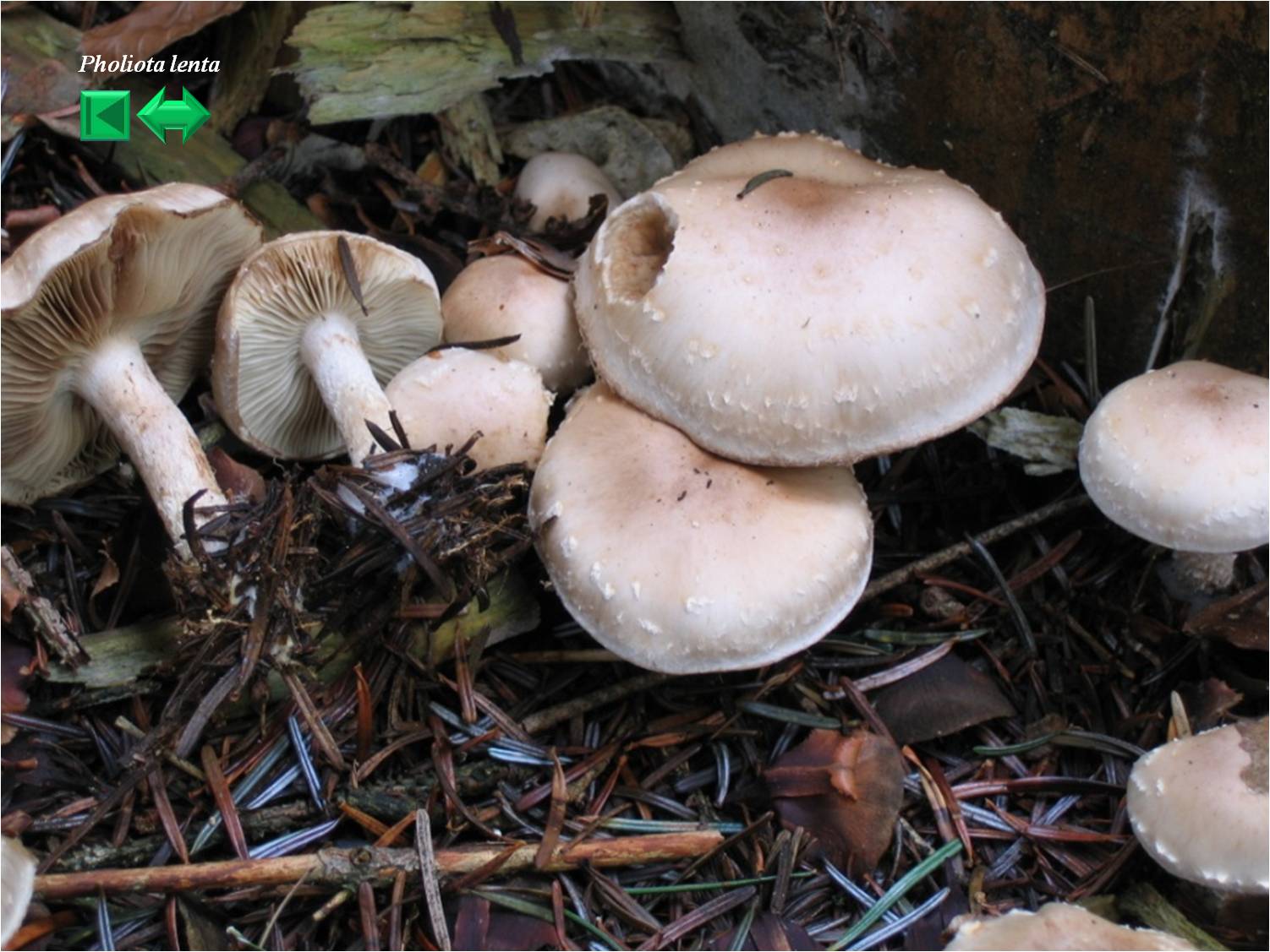 Pholiota lenta