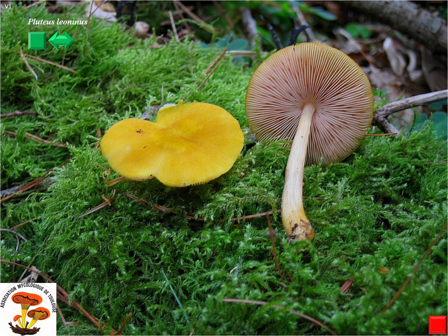 Pluteus leoninus