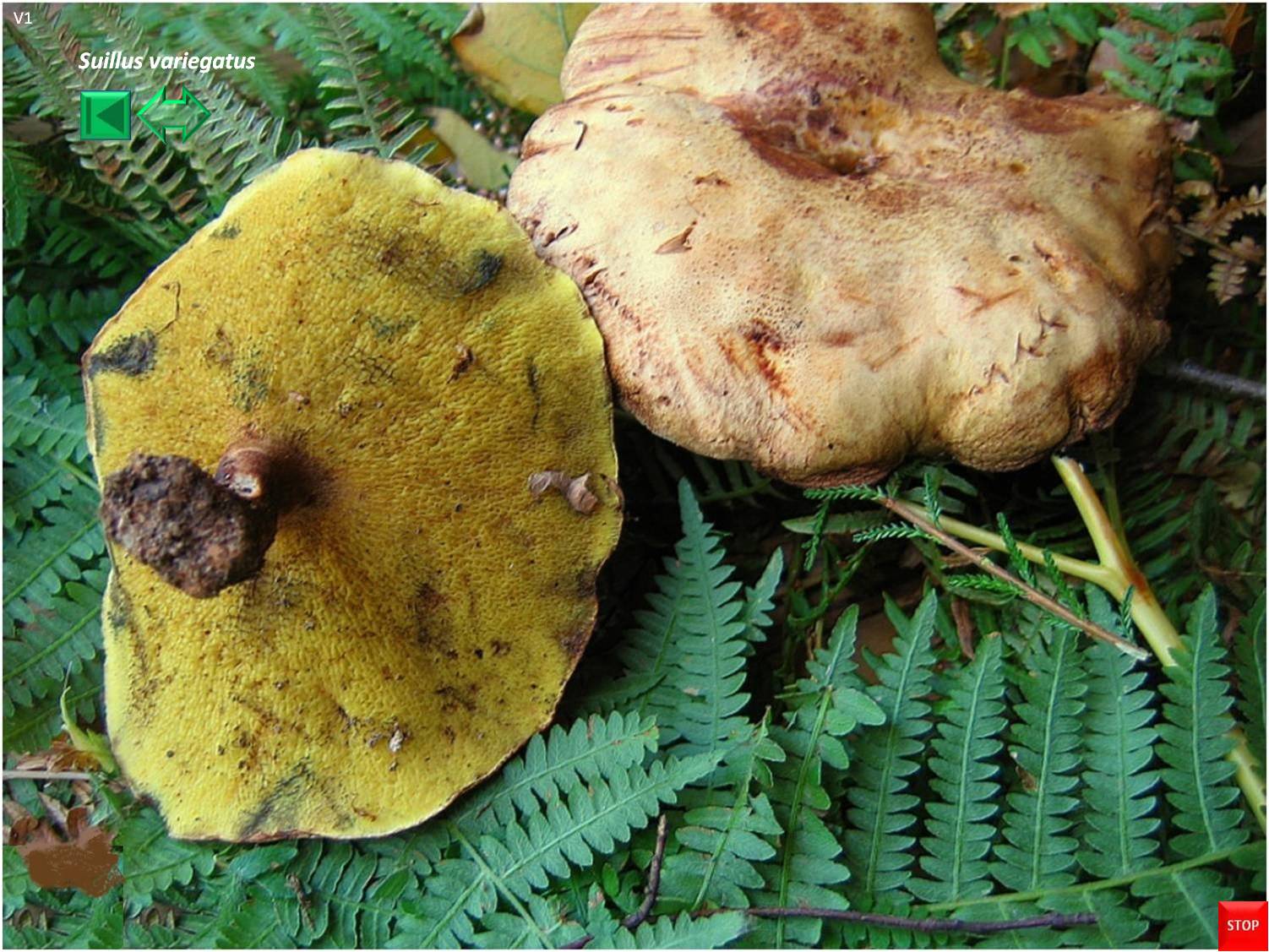 Gyrodon lividus