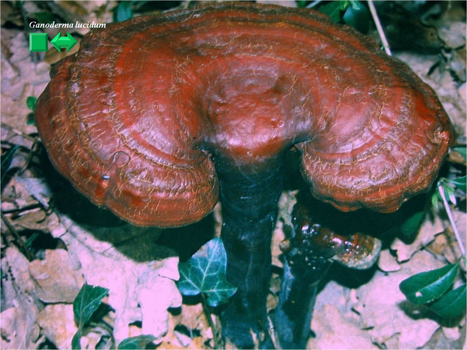 Ganoderma applanatum