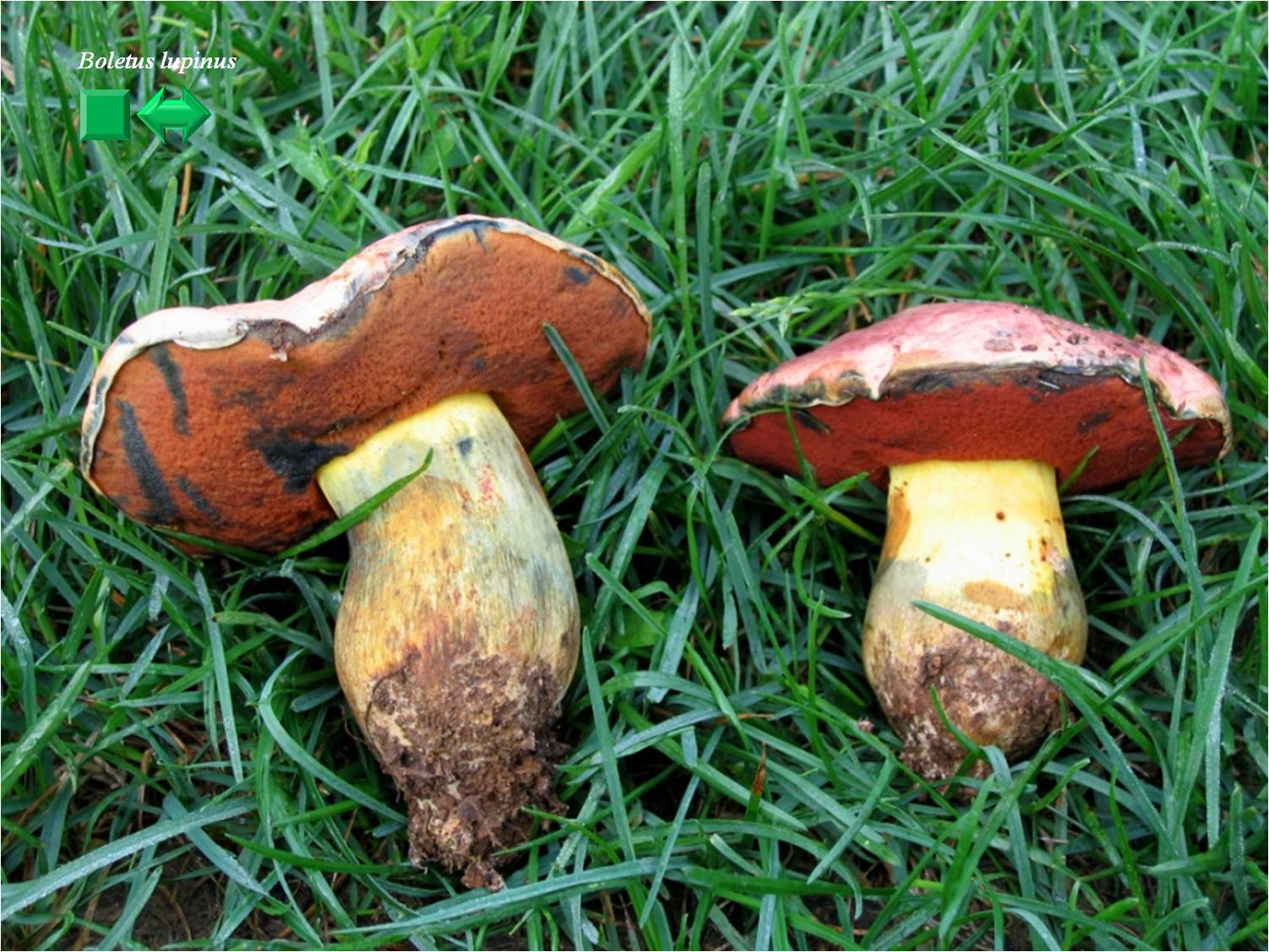 Boletus lupinus
