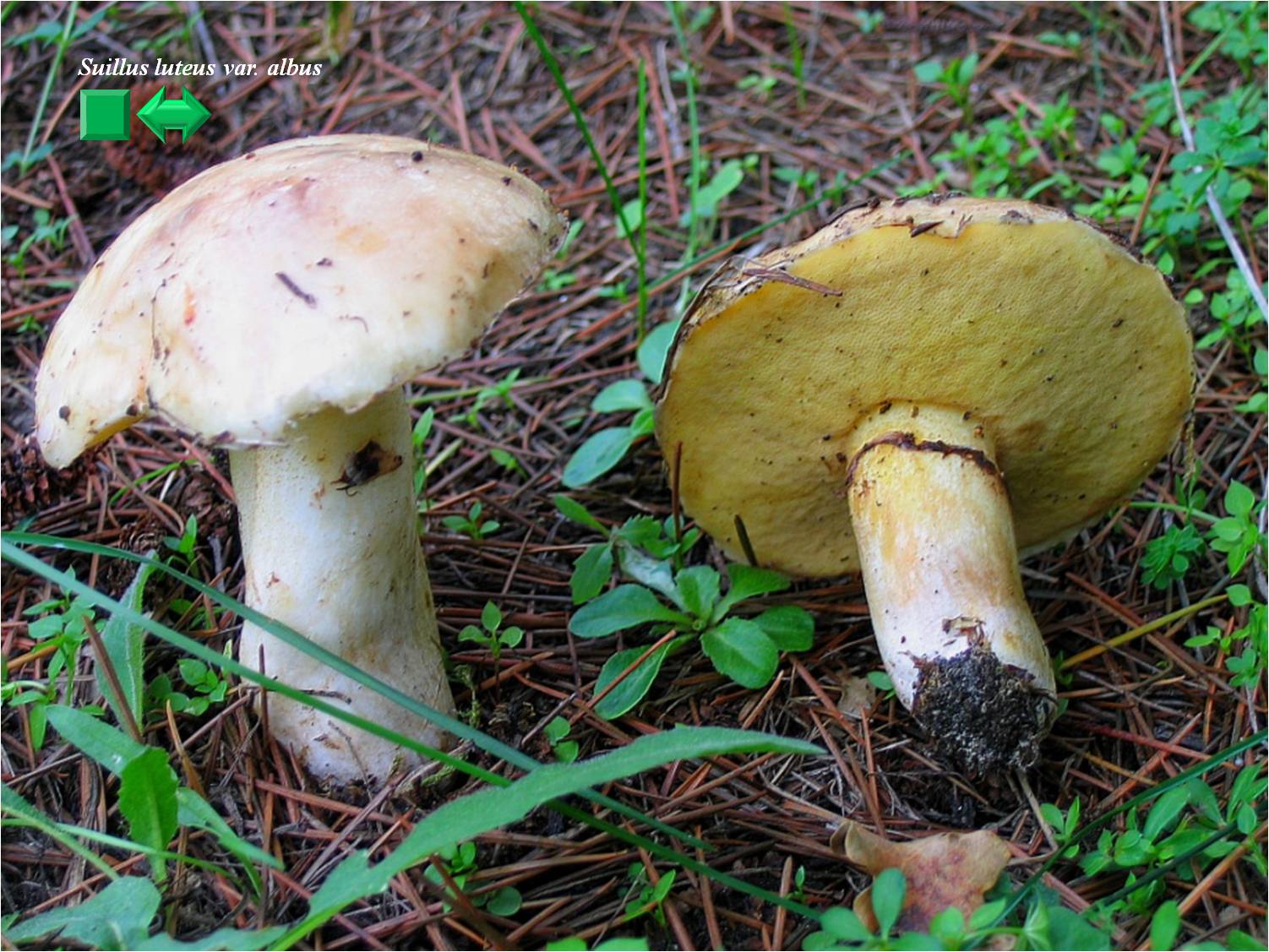 Suillus luteus