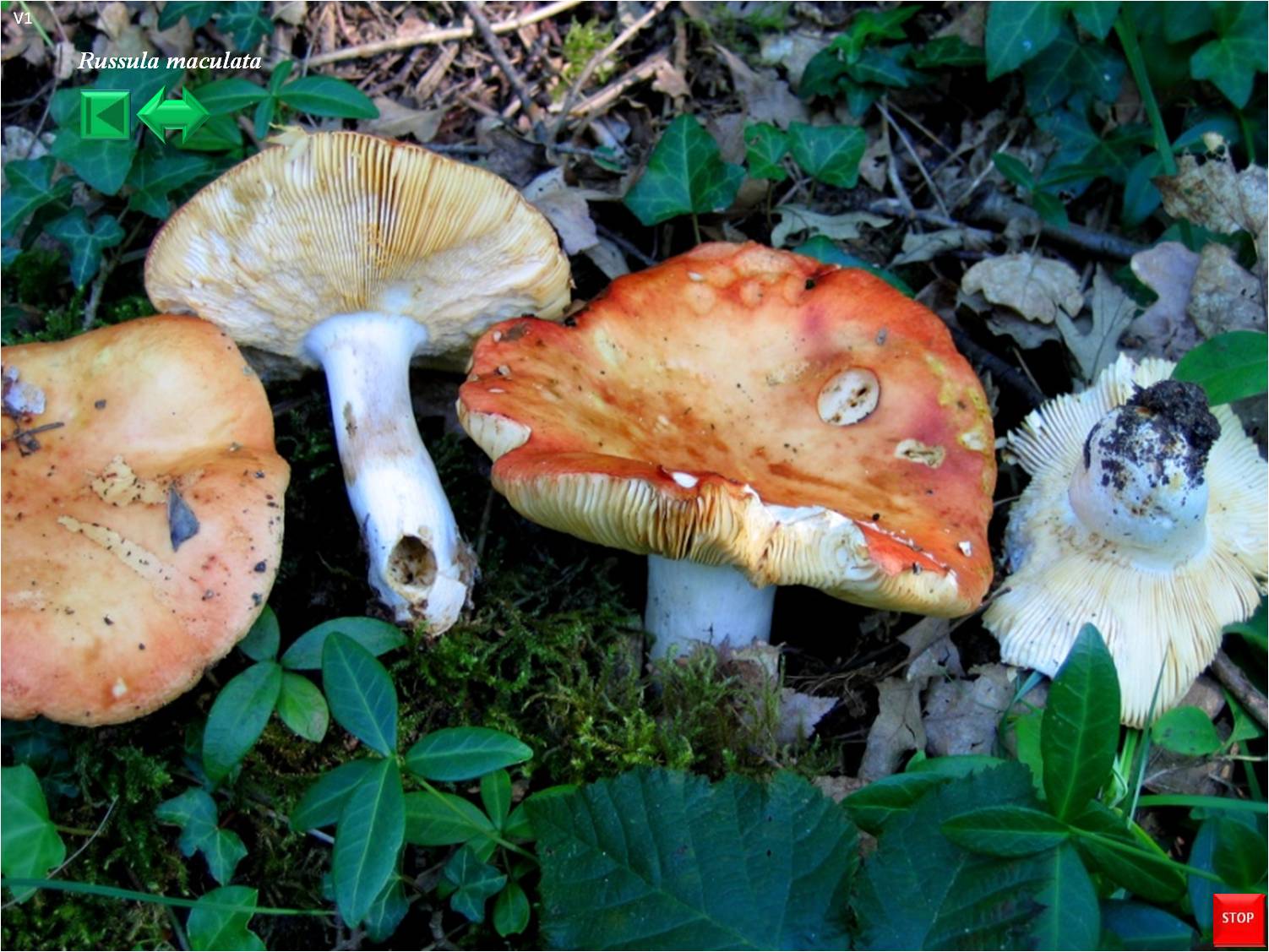 Inocybe jurana