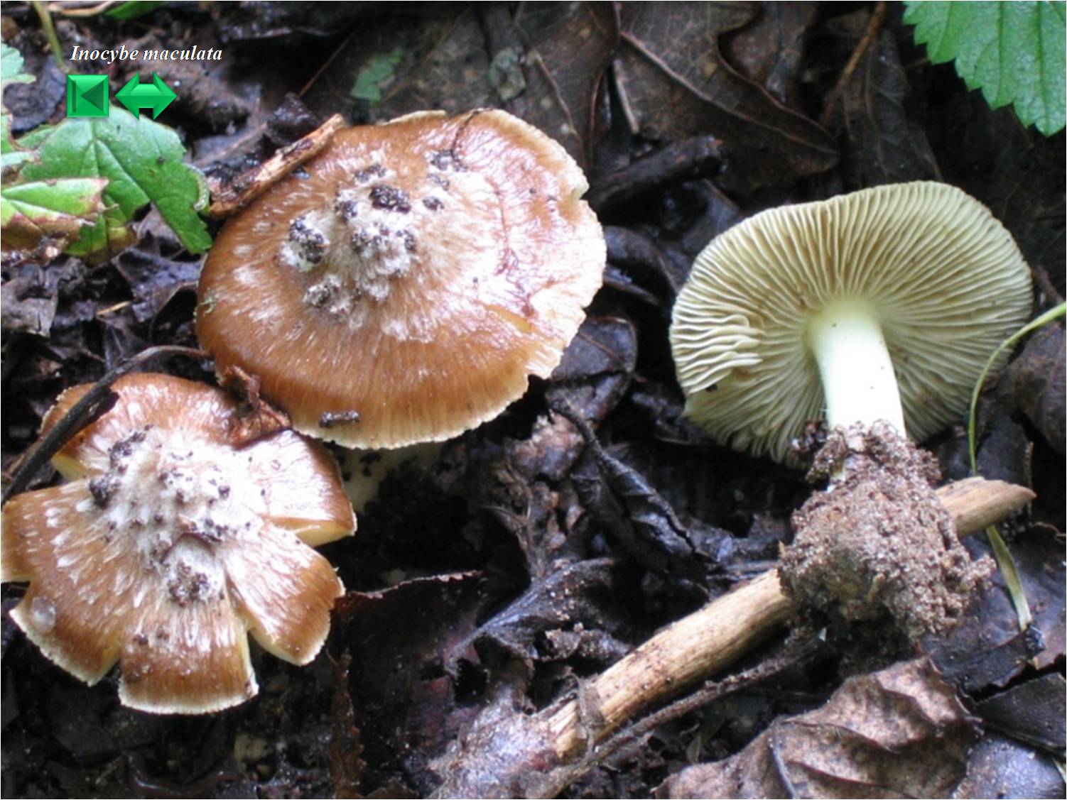 Inocybe maculata
