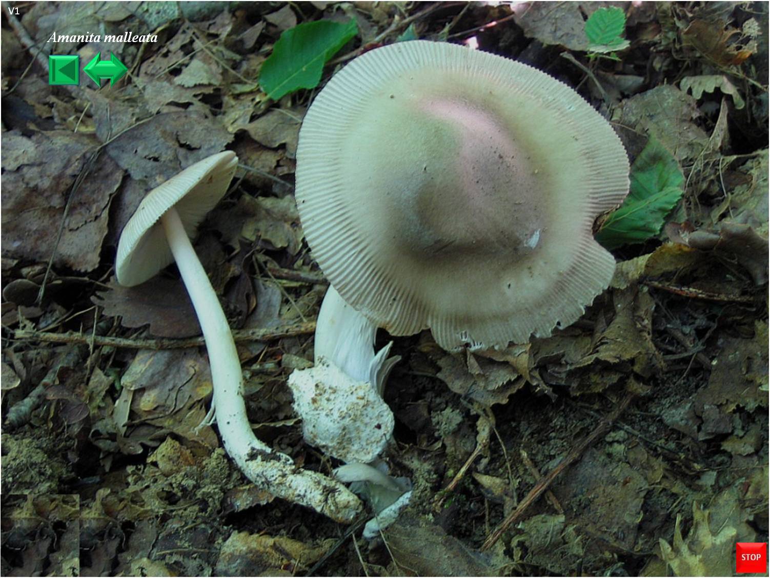 Amanita malleata