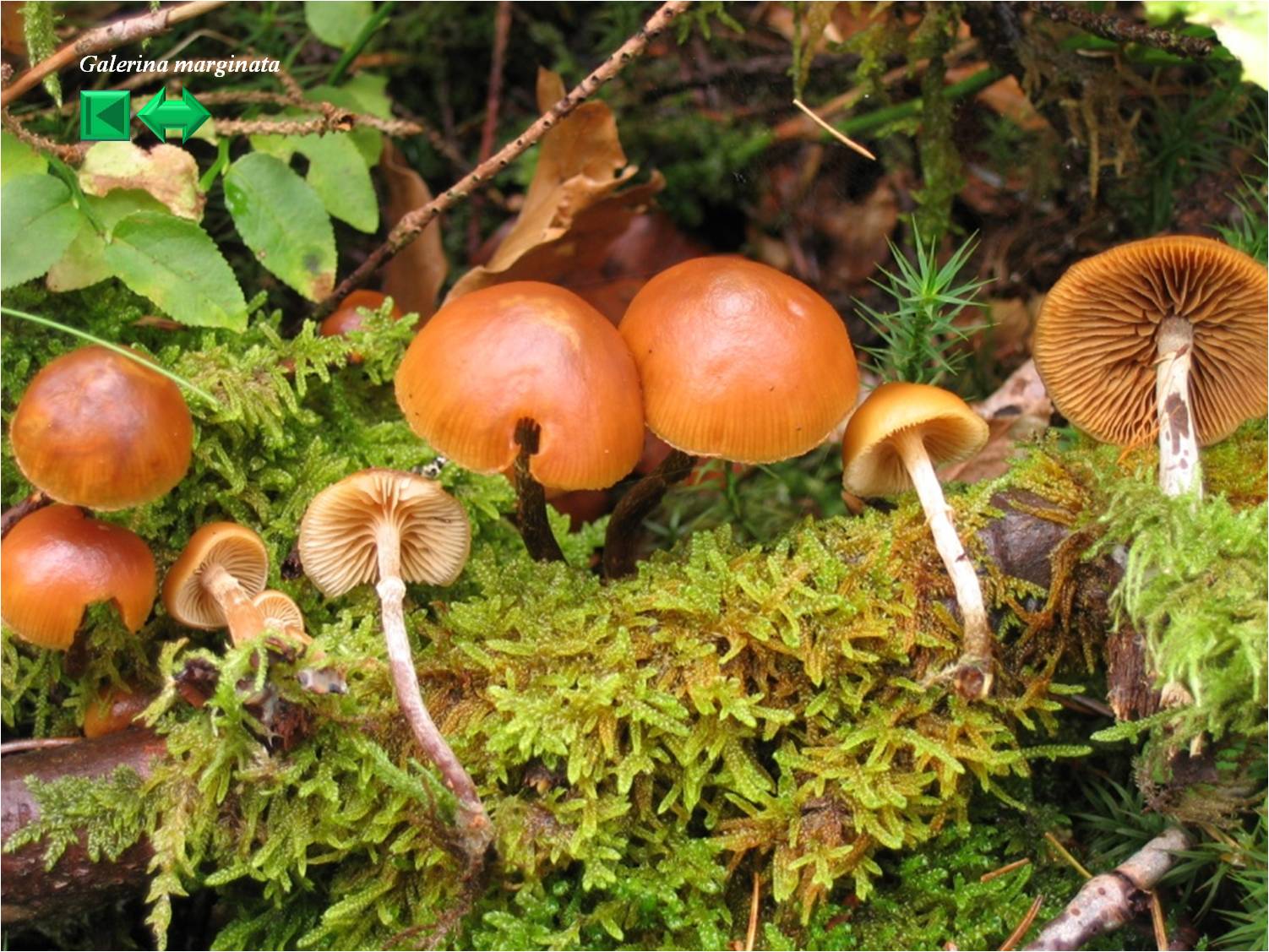 Galerina marginata