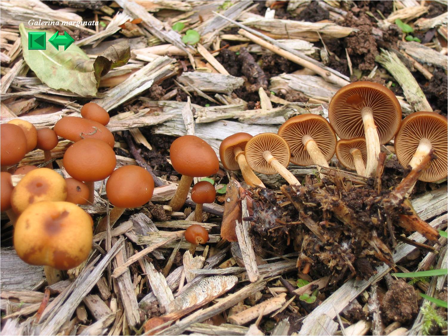 Galerina marginata