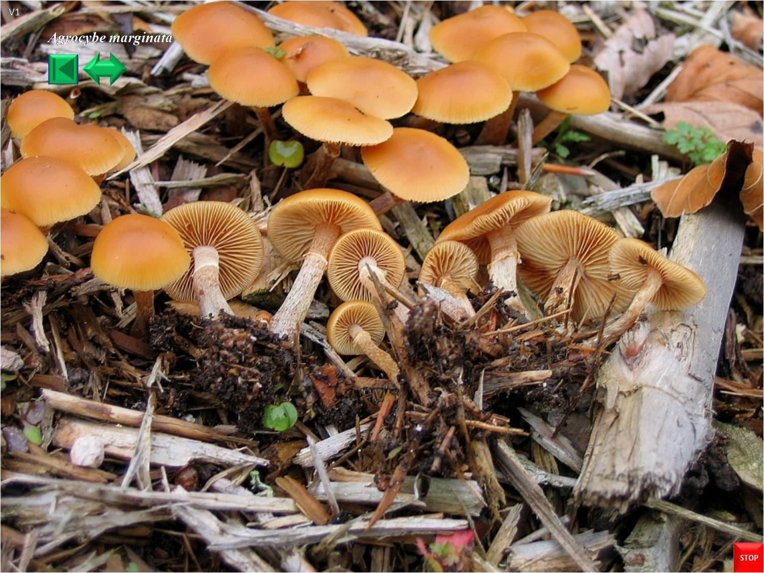 Galerina marginata