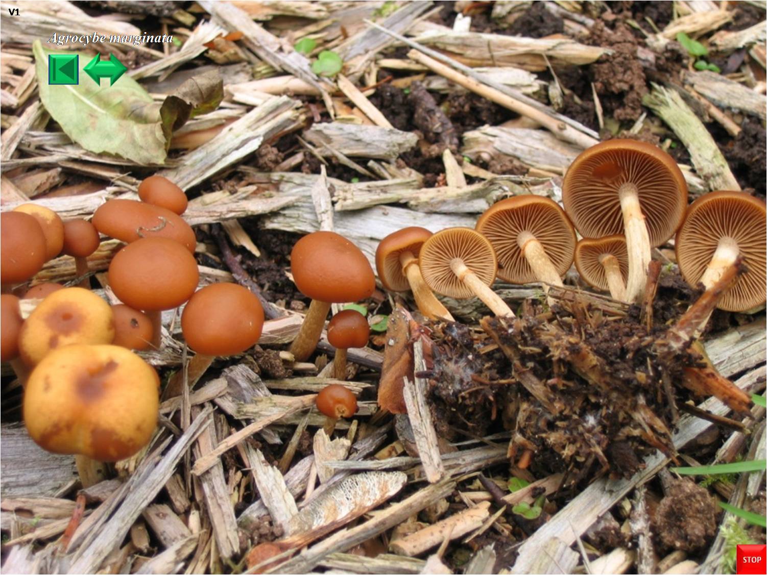 Galerina marginata