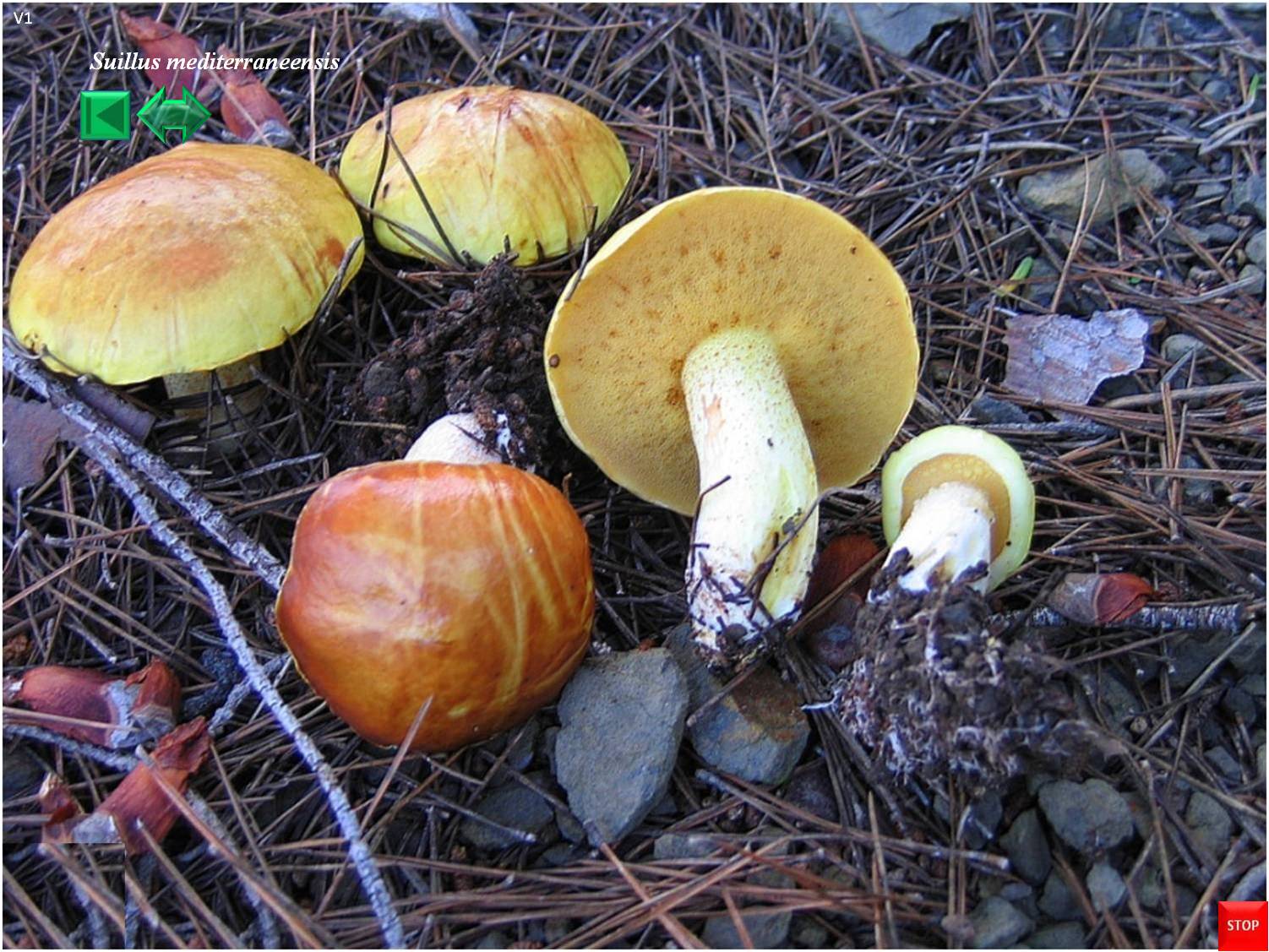 Suillus mediterraneensis