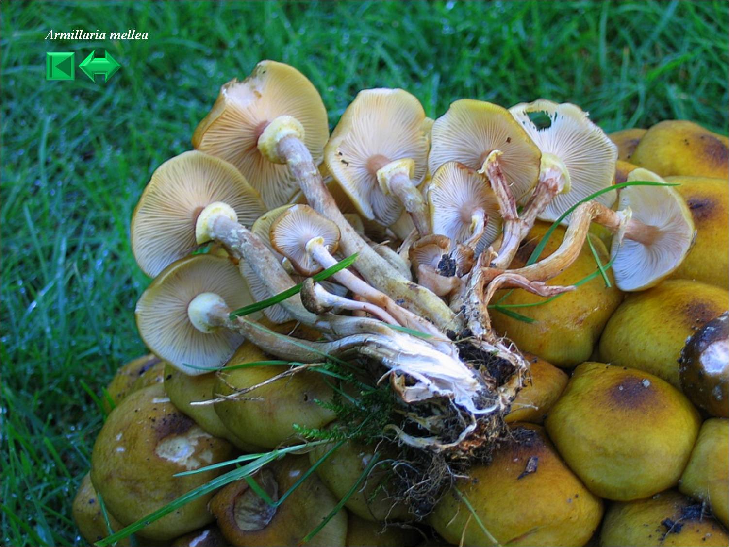 Armillaria mellea