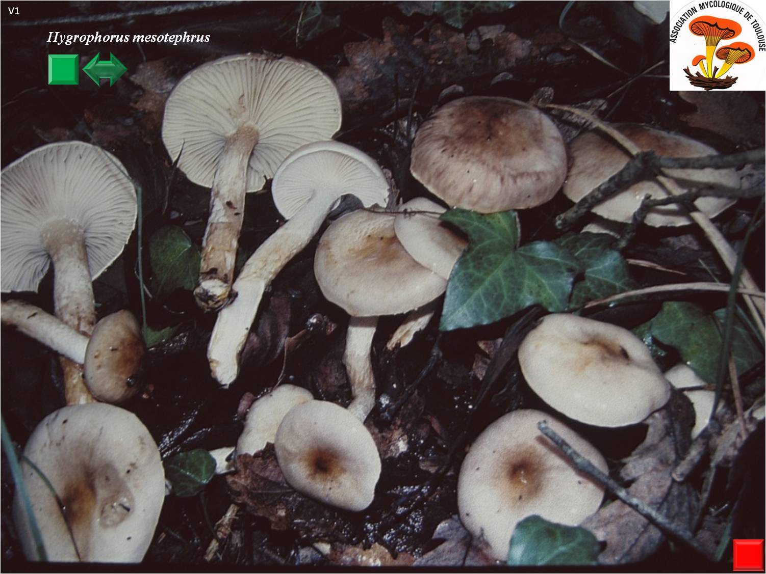 Hygrophorus mesotephrus