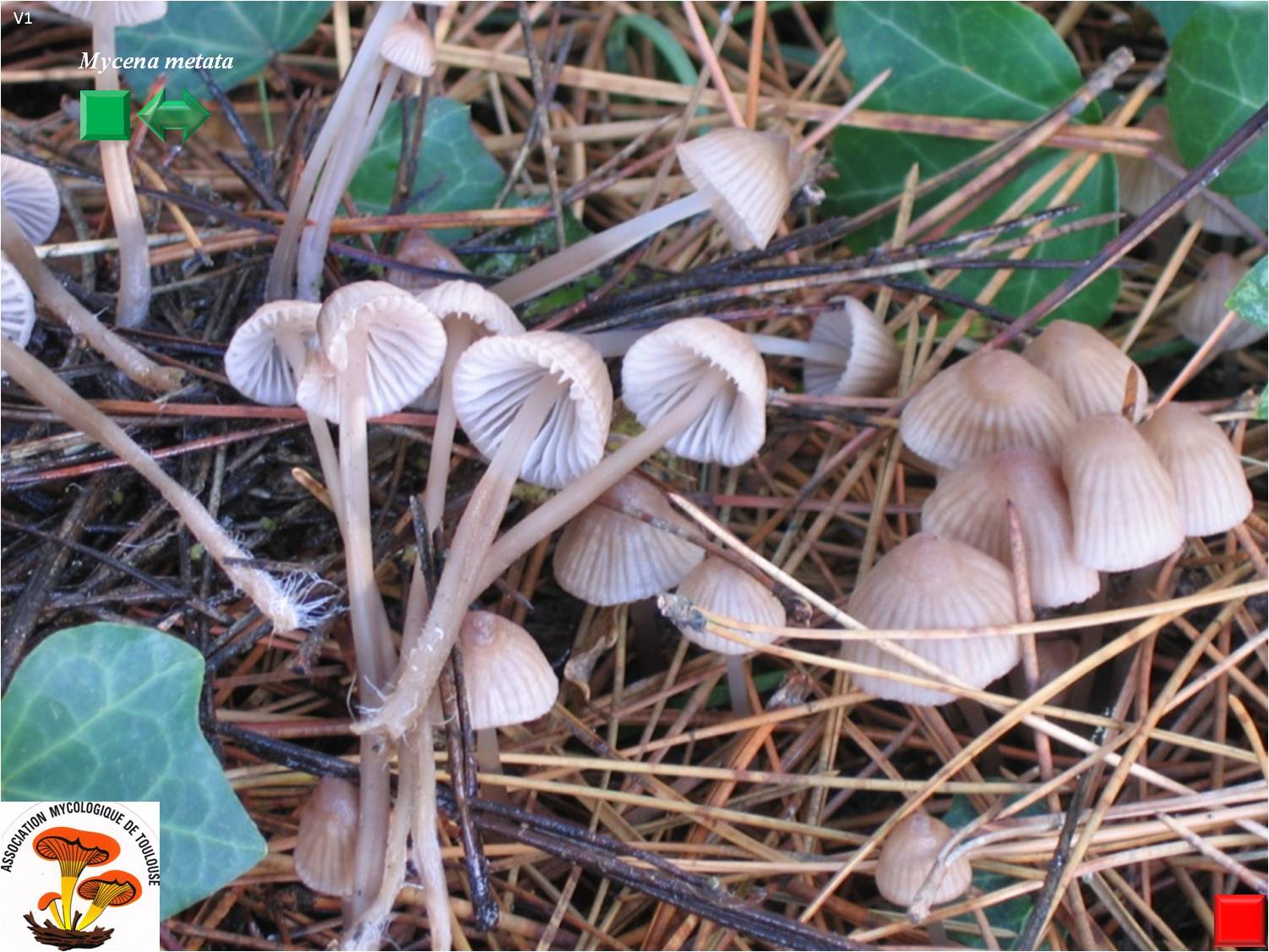 Mycena metata
