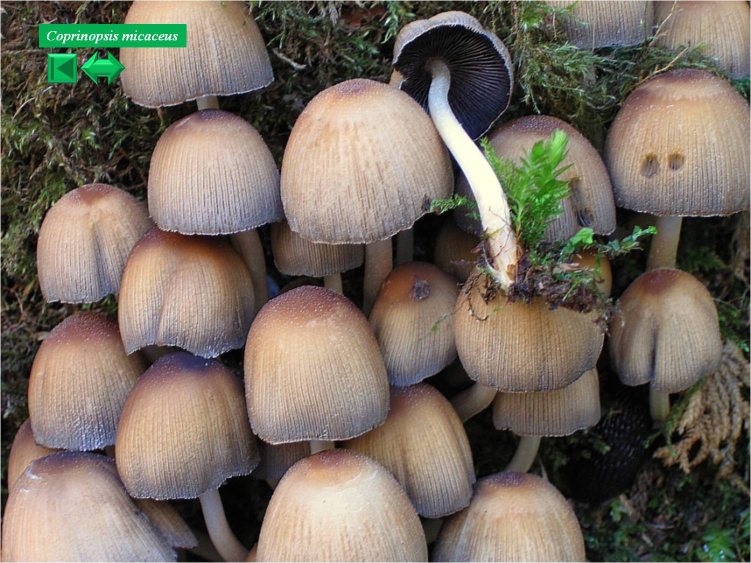 Coprinus micaceus