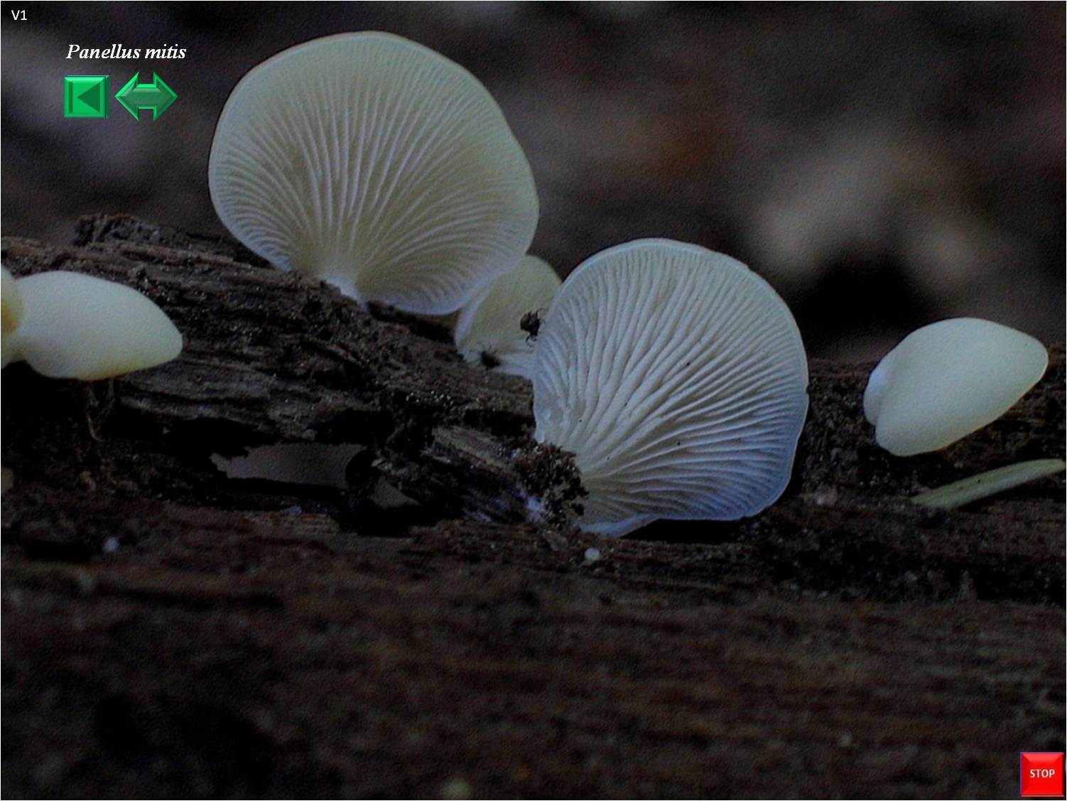 Panellus mitis