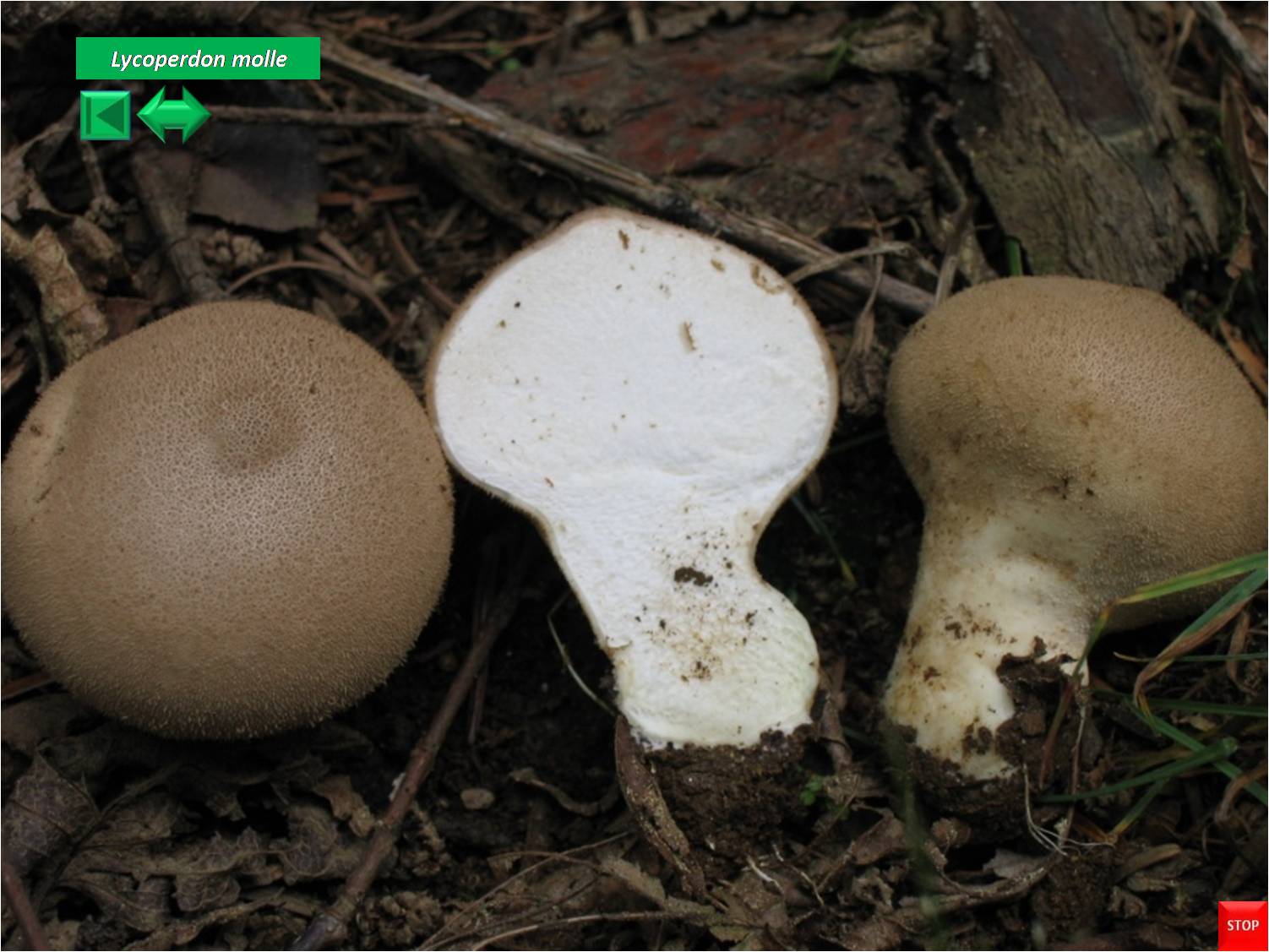Lycoperdon molle