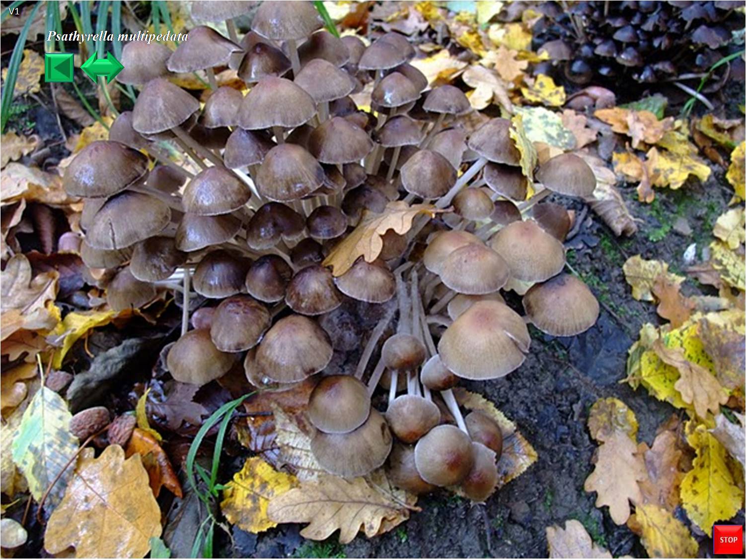 Psathyrella multipedata