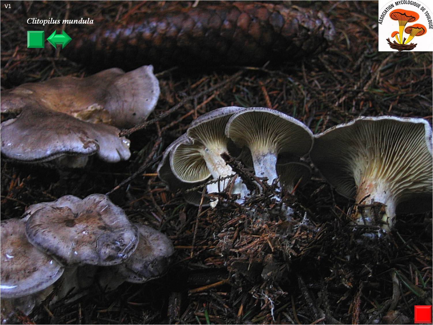 Rhodocybe mundula