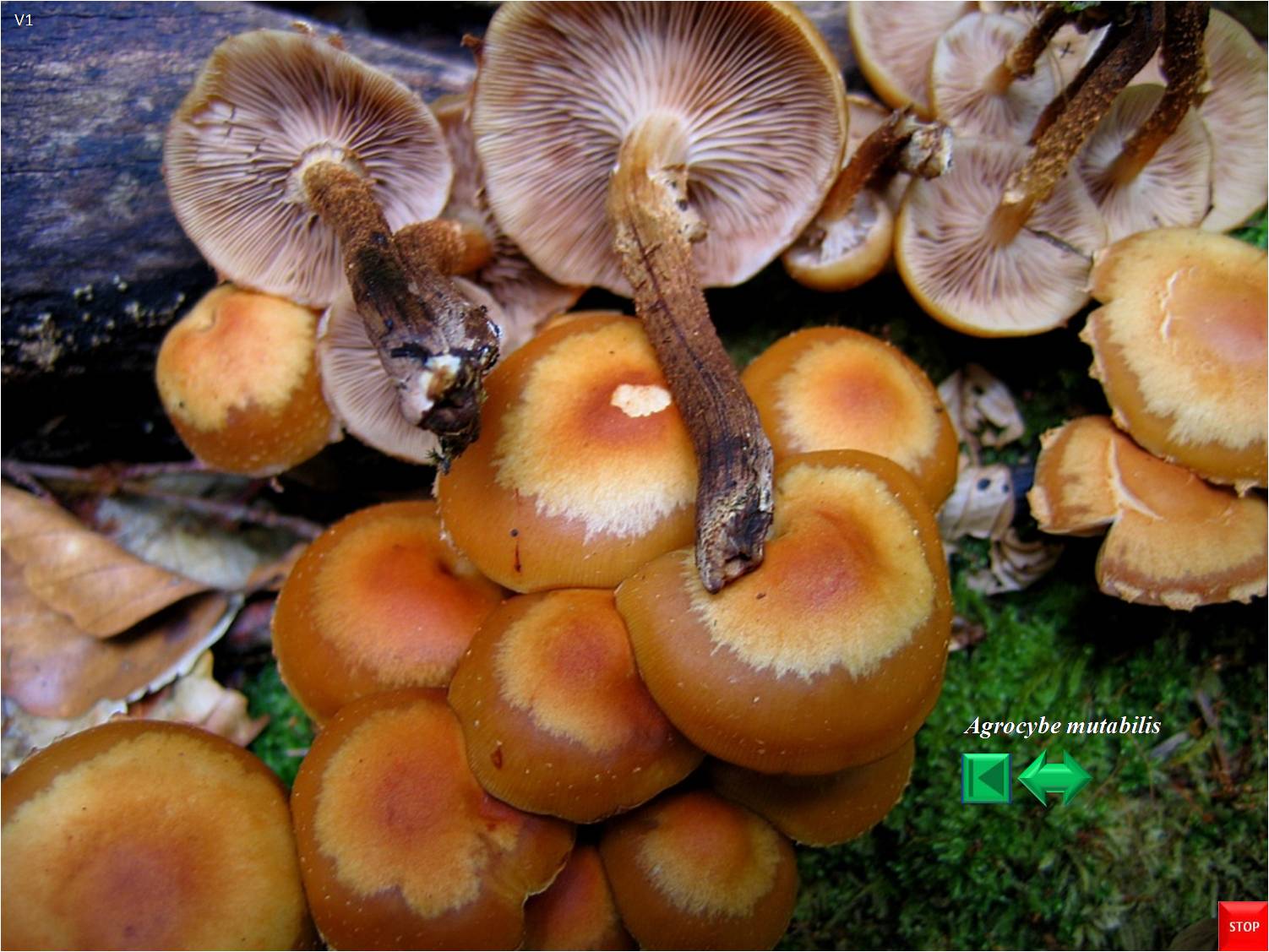 Kuehneromyces mutabilis