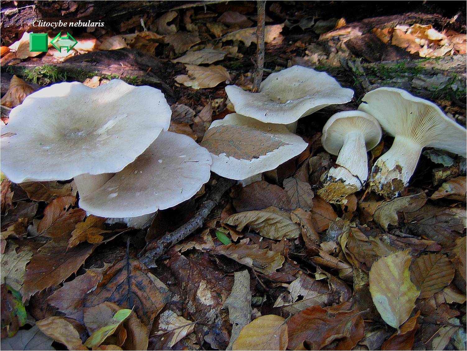 Clitocybe nebularis
