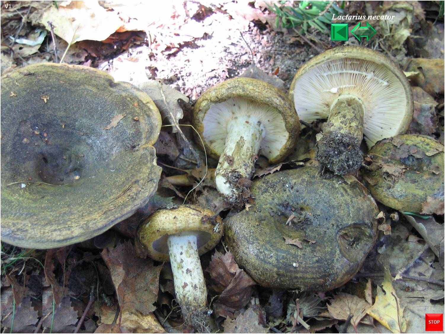 Lactarius plumbeus