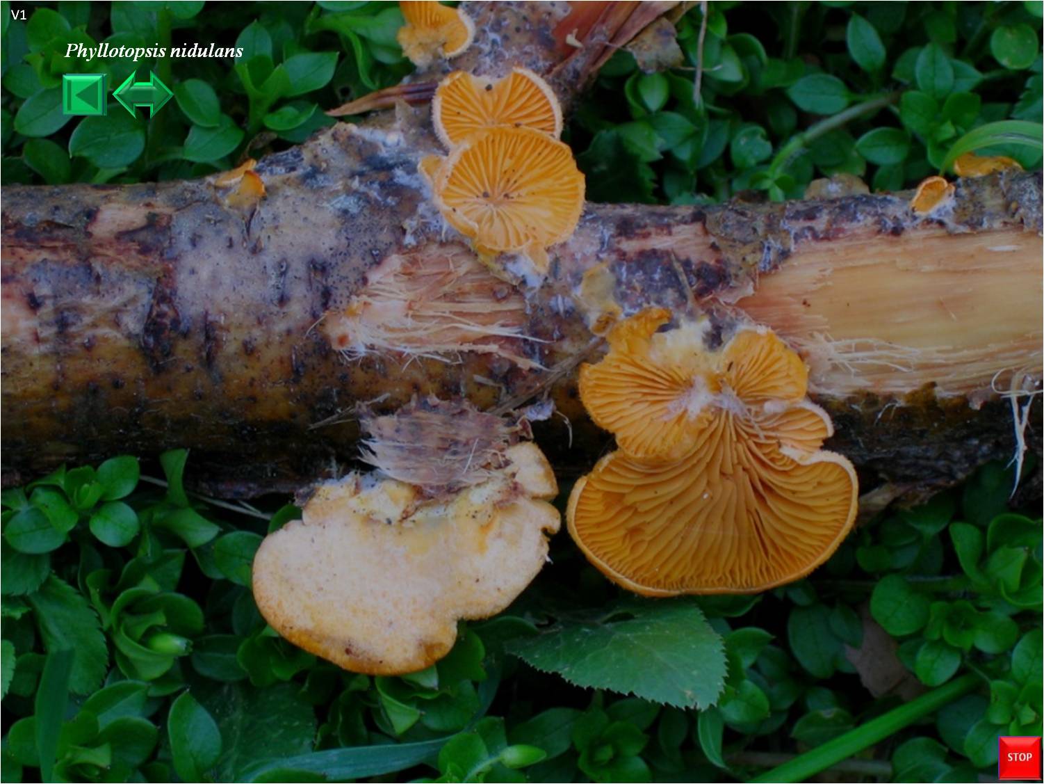 Phyllotopsis nidulans